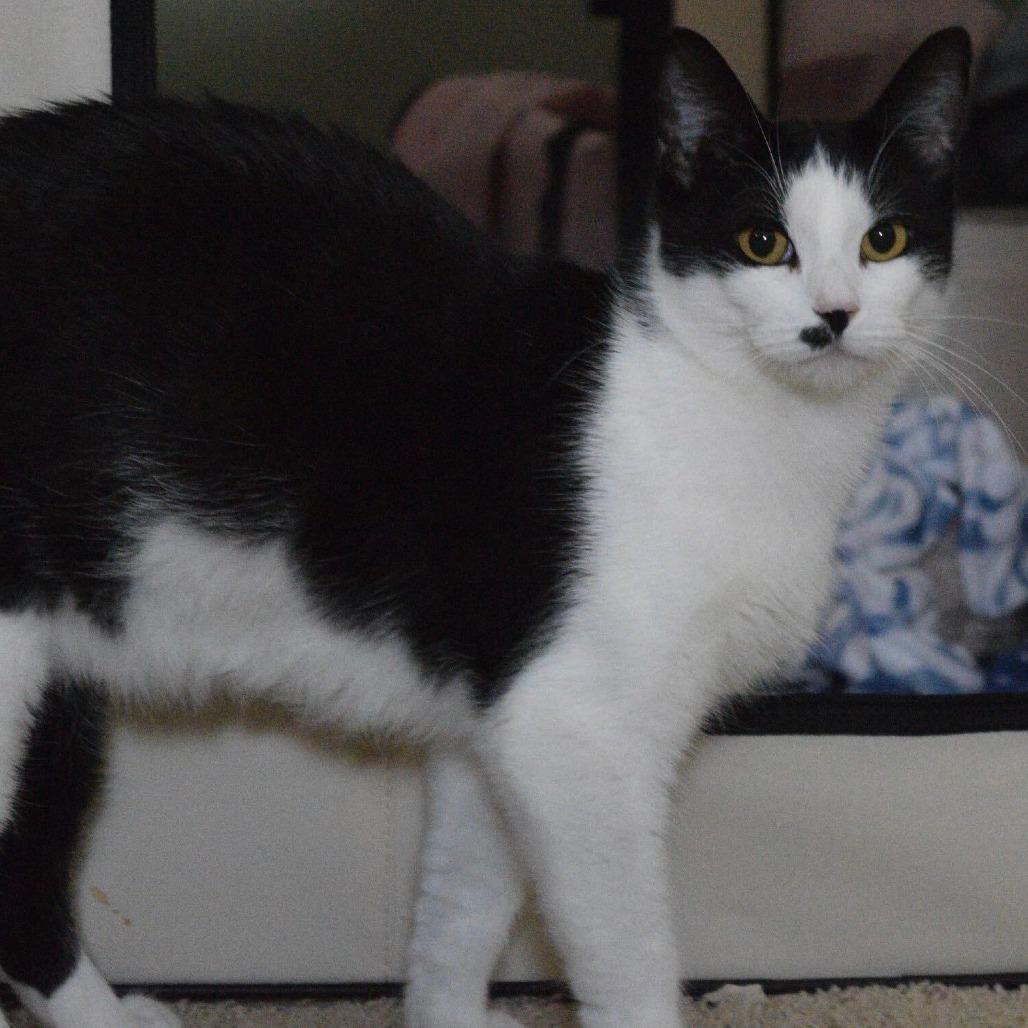 Enlarge Anna, a Adoptable Domestic Short Hair in Evansville, IN image 3/5