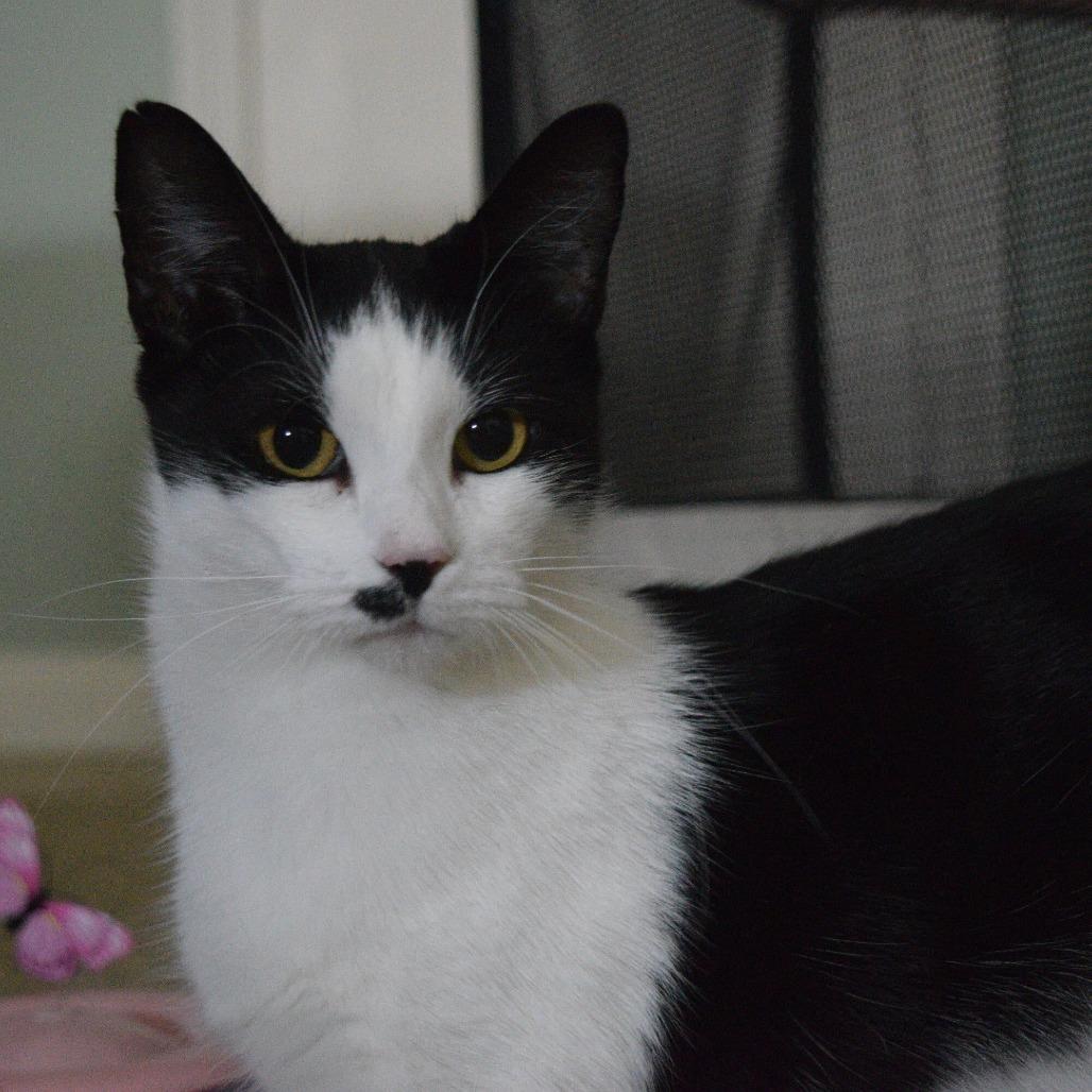 Enlarge Anna, a Adoptable Domestic Short Hair in Evansville, IN image 4/5
