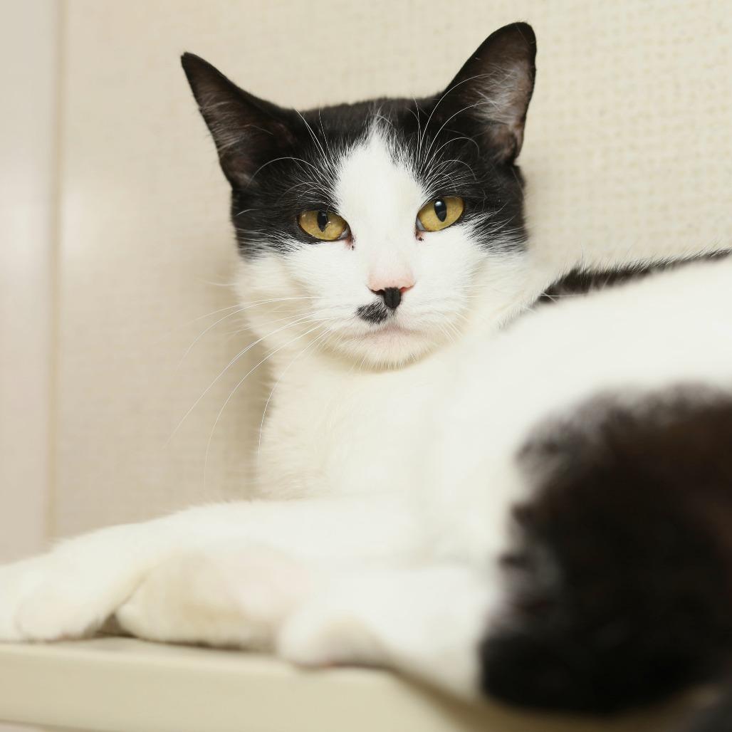 Enlarge Anna, a Adoptable Domestic Short Hair in Evansville, IN image 5/5