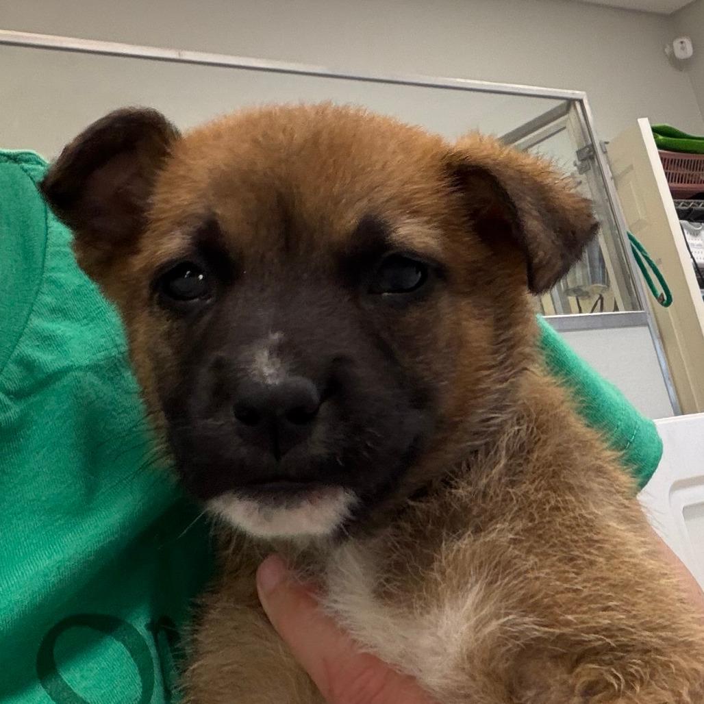 Julian, Adoptable, Puppy Male Mixed Breed.