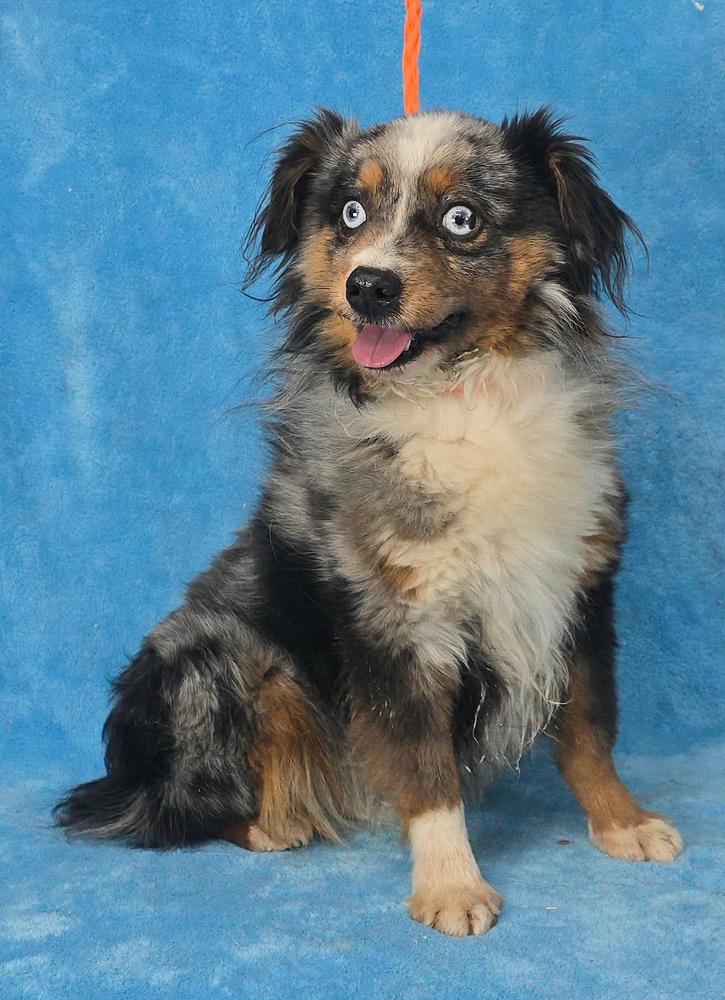 Romeo, Adoptable, Senior Male Australian Shepherd.