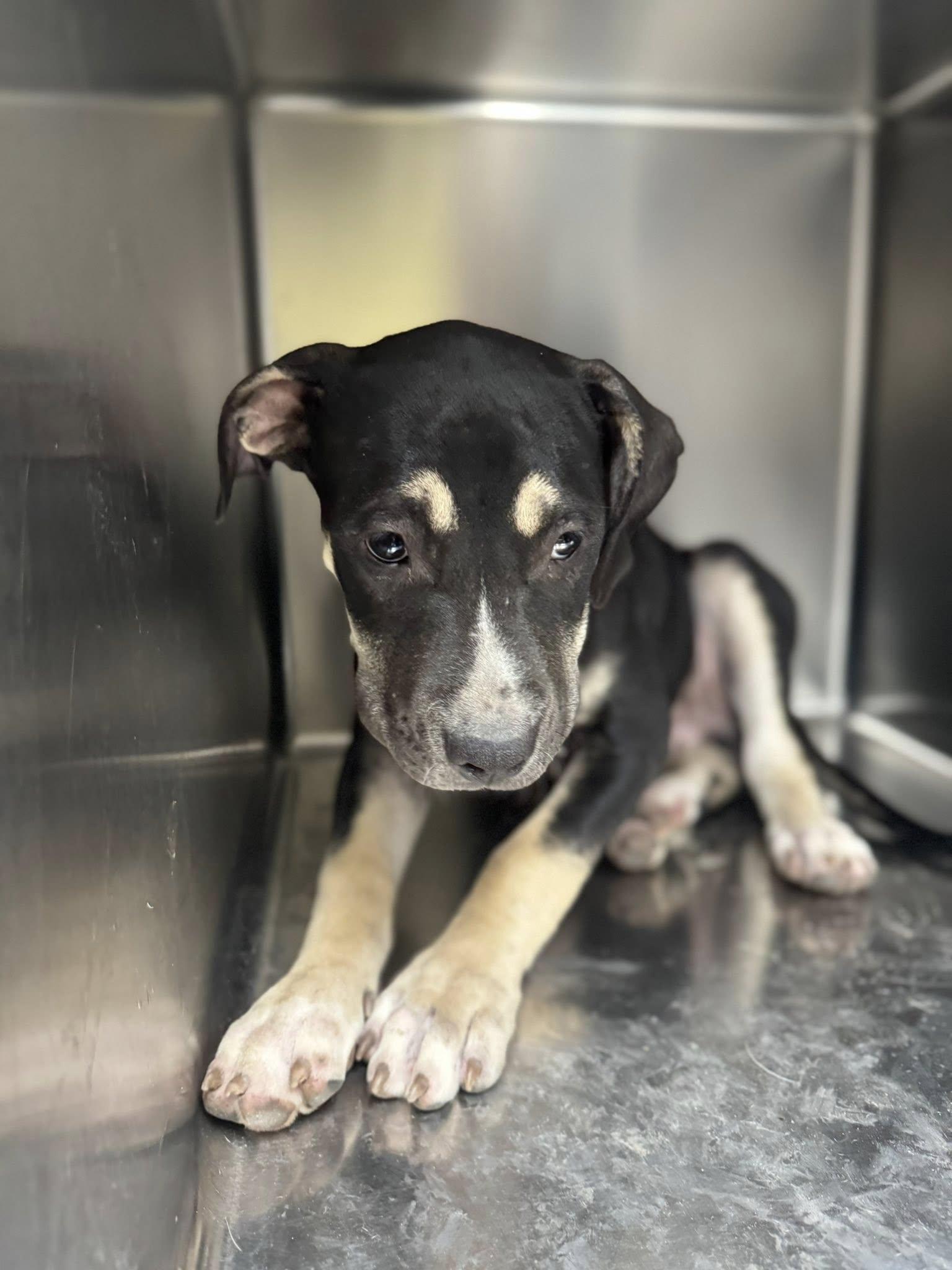 Clover , a Adoptable Pit Bull Terrier in Cleveland Heights , OH image 4/4