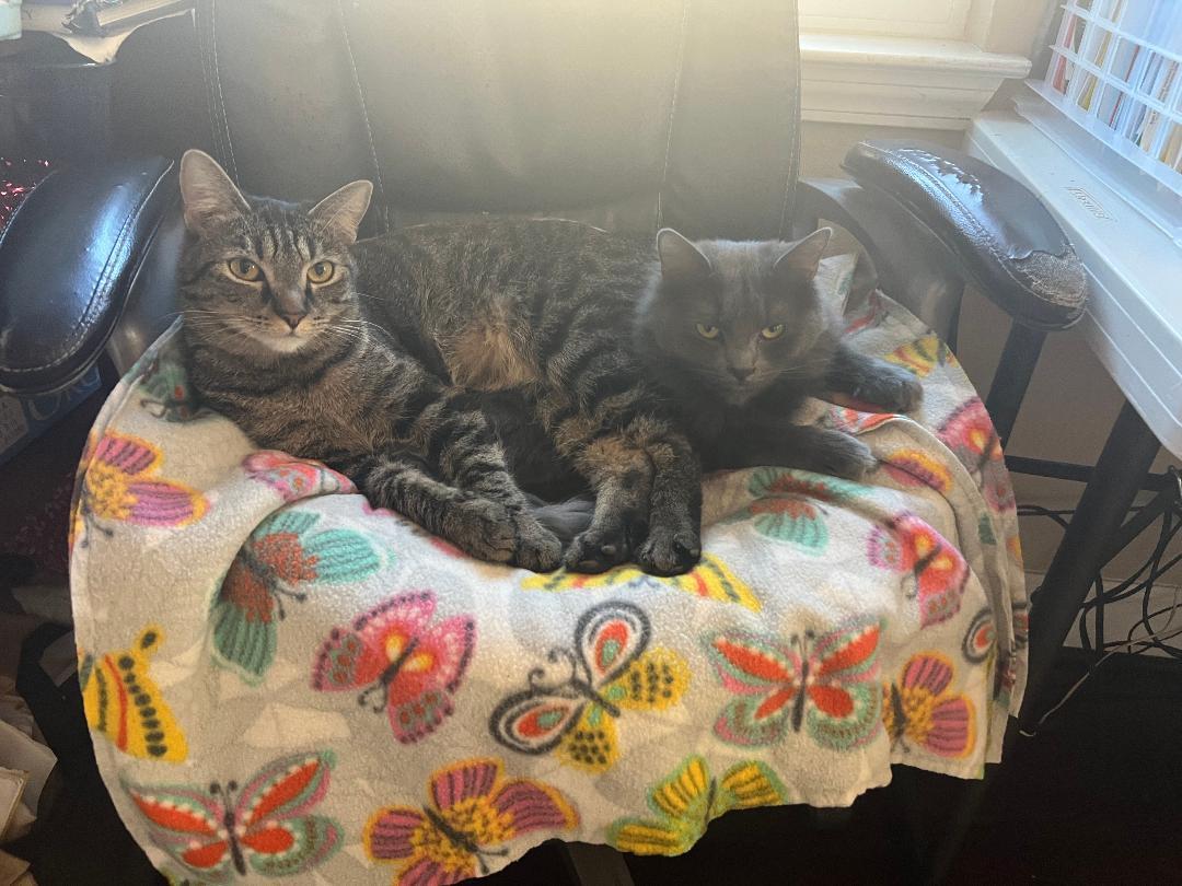 Misty & Tabitha, a Adoptable Tabby in Gilroy, CA image 3/6