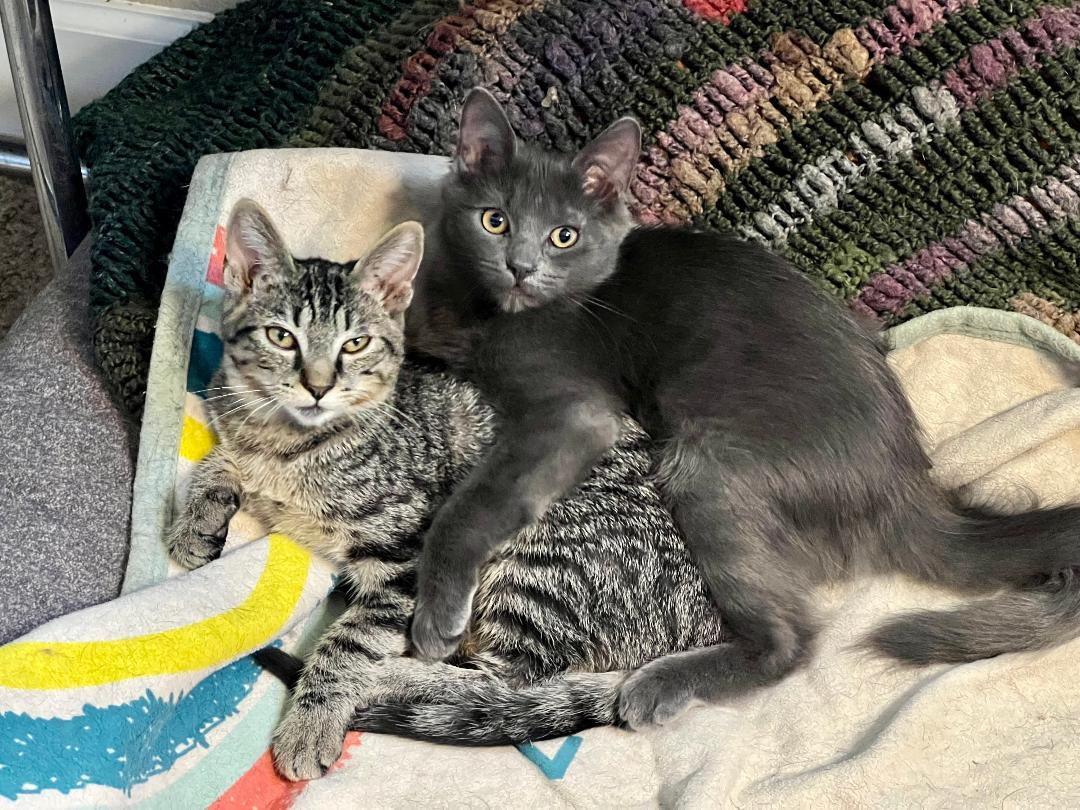 Misty & Tabitha, Adoptable, Adult Female Tabby.