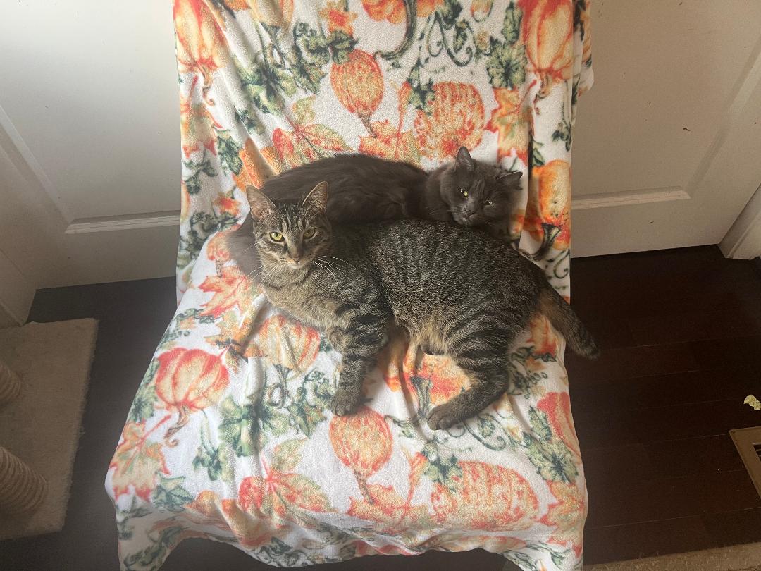 Misty & Tabitha, a Adoptable Tabby in Gilroy, CA image 2/6