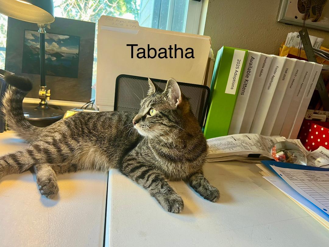 Misty & Tabitha, a Adoptable Tabby in Gilroy, CA image 5/6