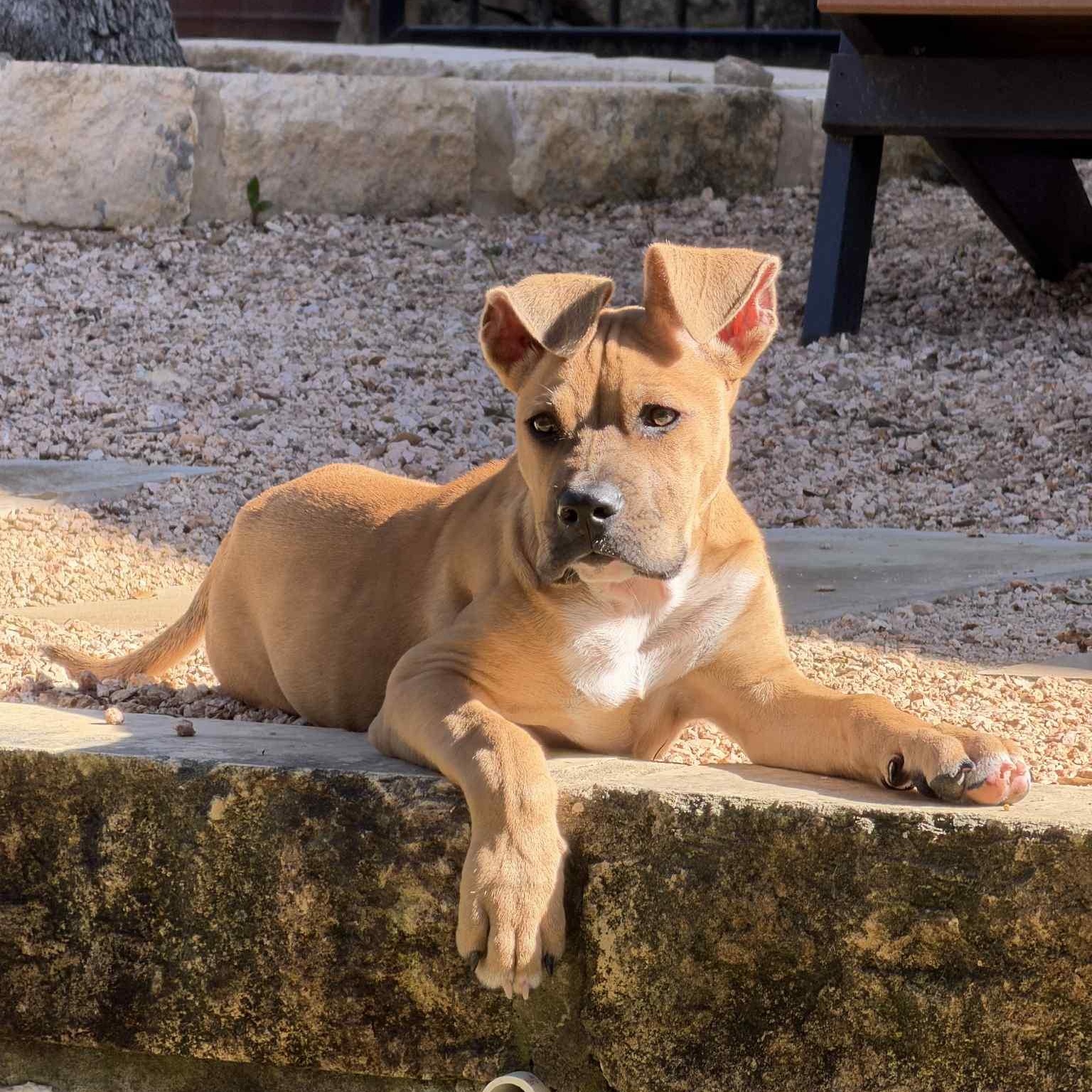 Baby Donovan, adopted, Puppy Male Mixed Breed.