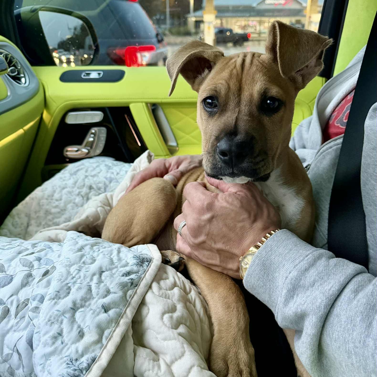 Enlarge Baby Donovan, a Adoptable mixed breed in Fair Oaks Ranch, TX image 6/6