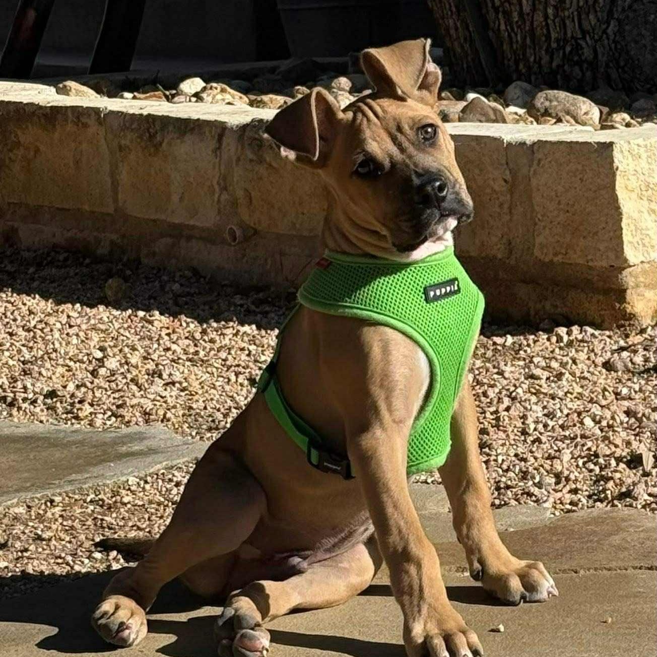 Baby Donovan, Adoptable, Puppy Male Mixed Breed.