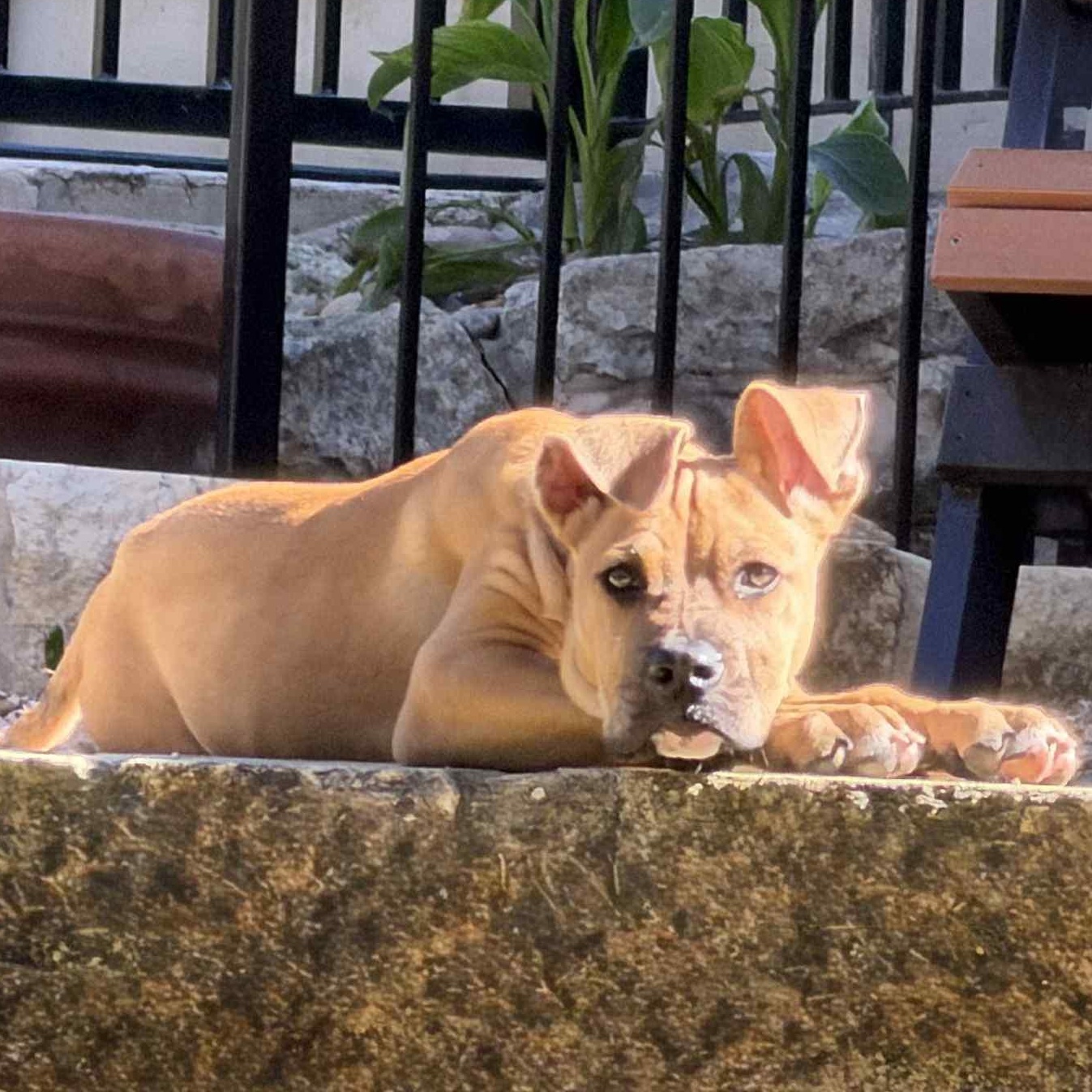 Enlarge Baby Donovan, an adopted mixed breed in Fair Oaks Ranch, TX image 6/6