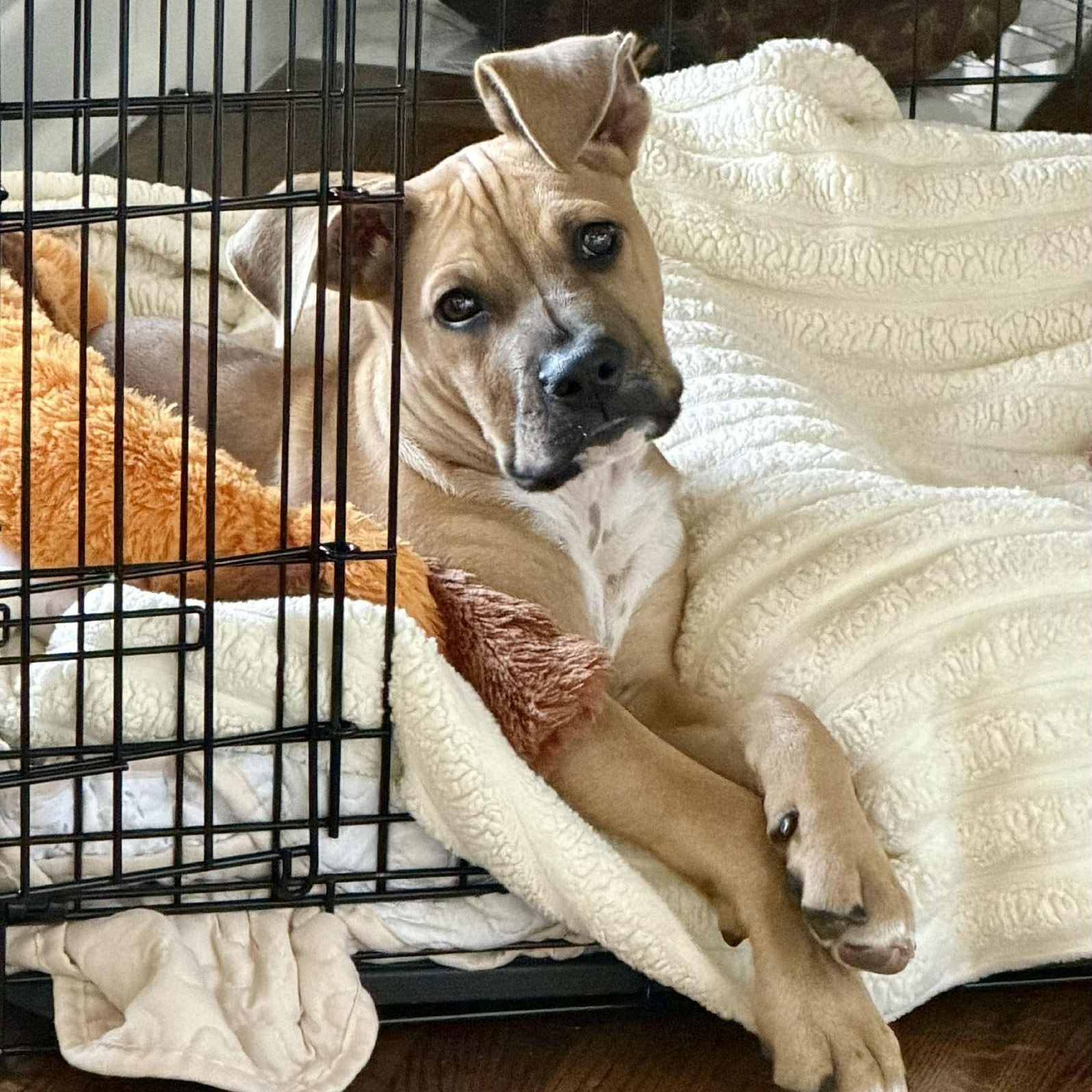 Enlarge Baby Donovan, a Adoptable mixed breed in Fair Oaks Ranch, TX image 5/6