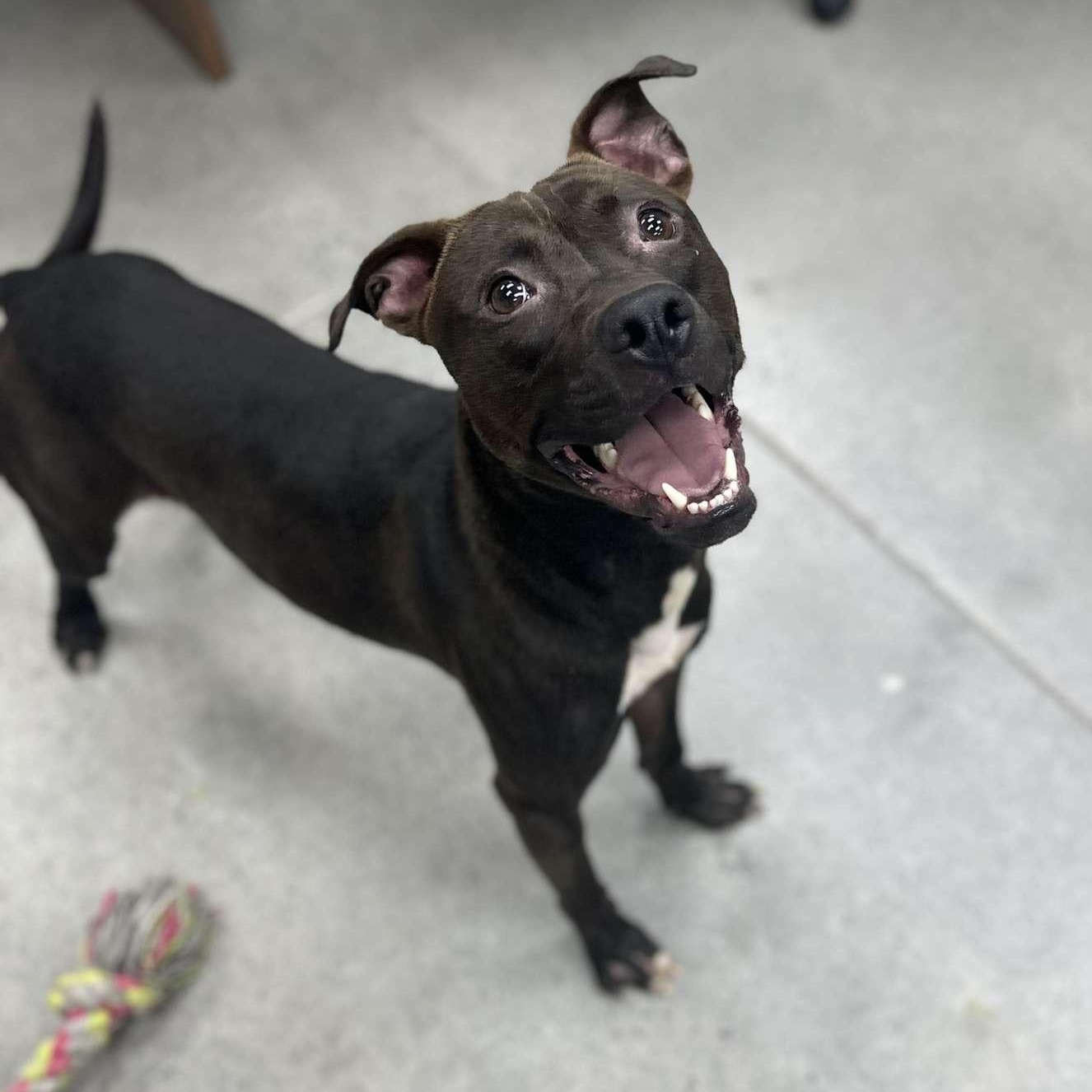 Aster, Adopted, Adult Male Staffordshire Bull Terrier.