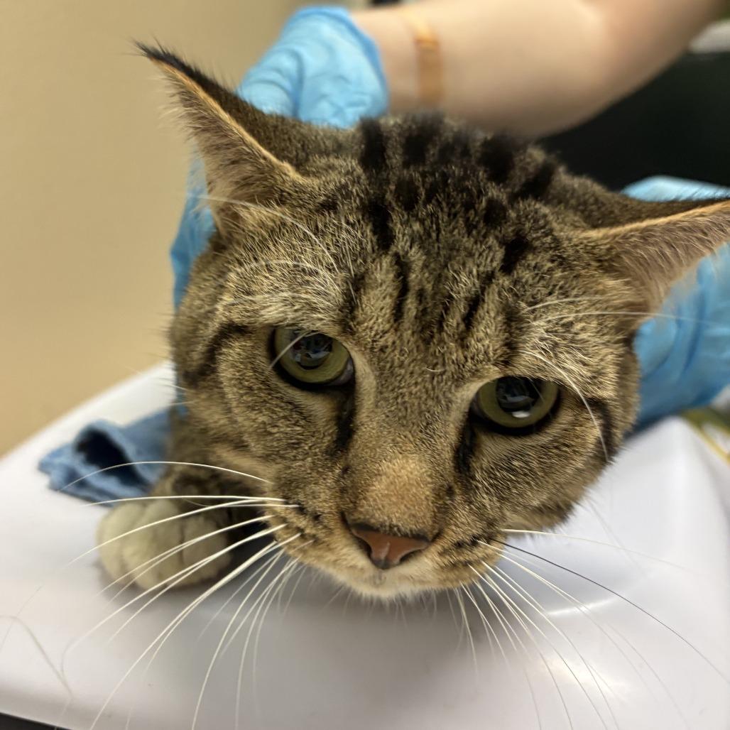Tyson, Adoptable, Adult Male Domestic Short Hair.