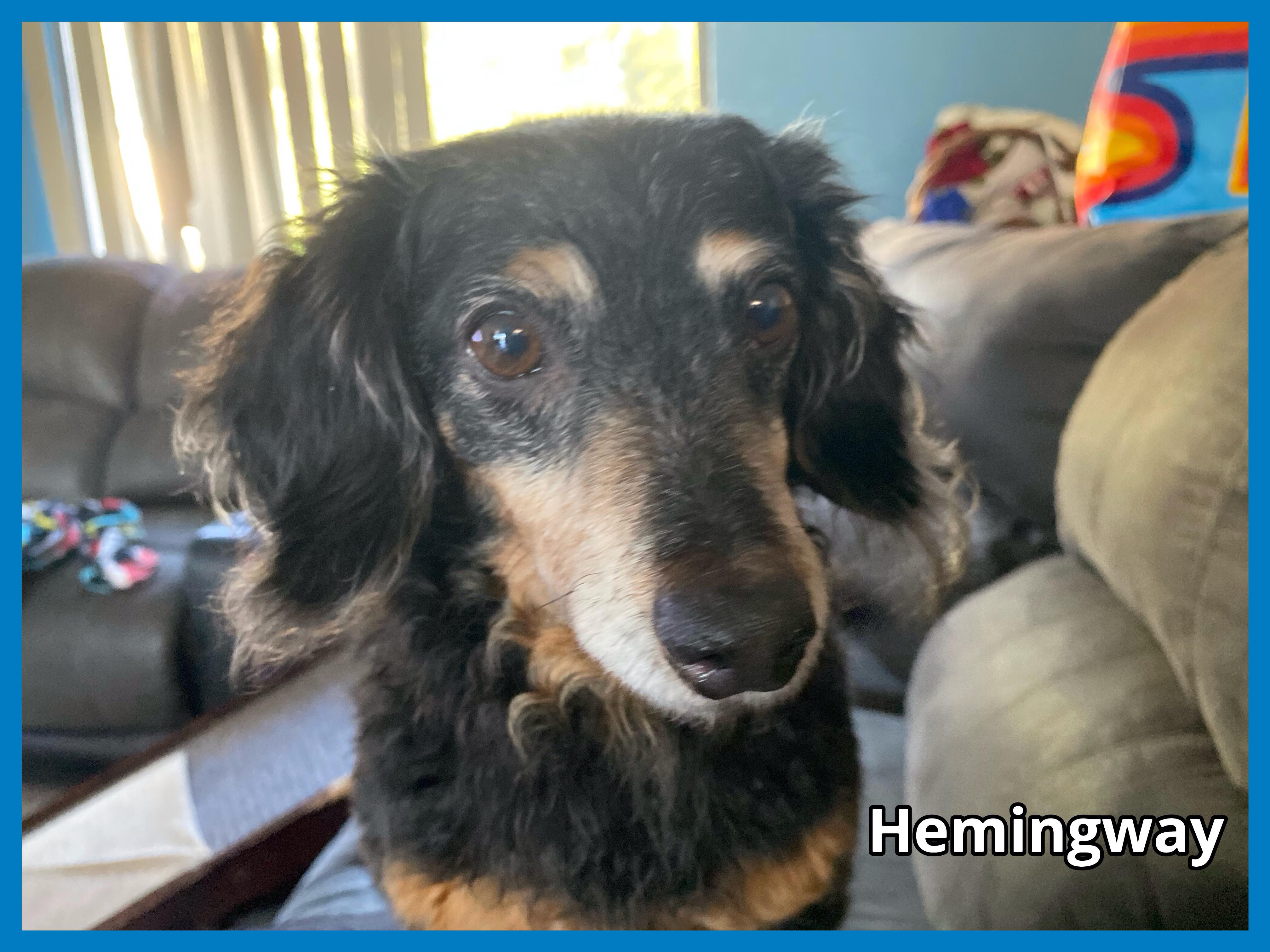 Hemingway, a Adopted Dachshund (Miniature Long Haired) in Green Cove Springs, FL image 1/6