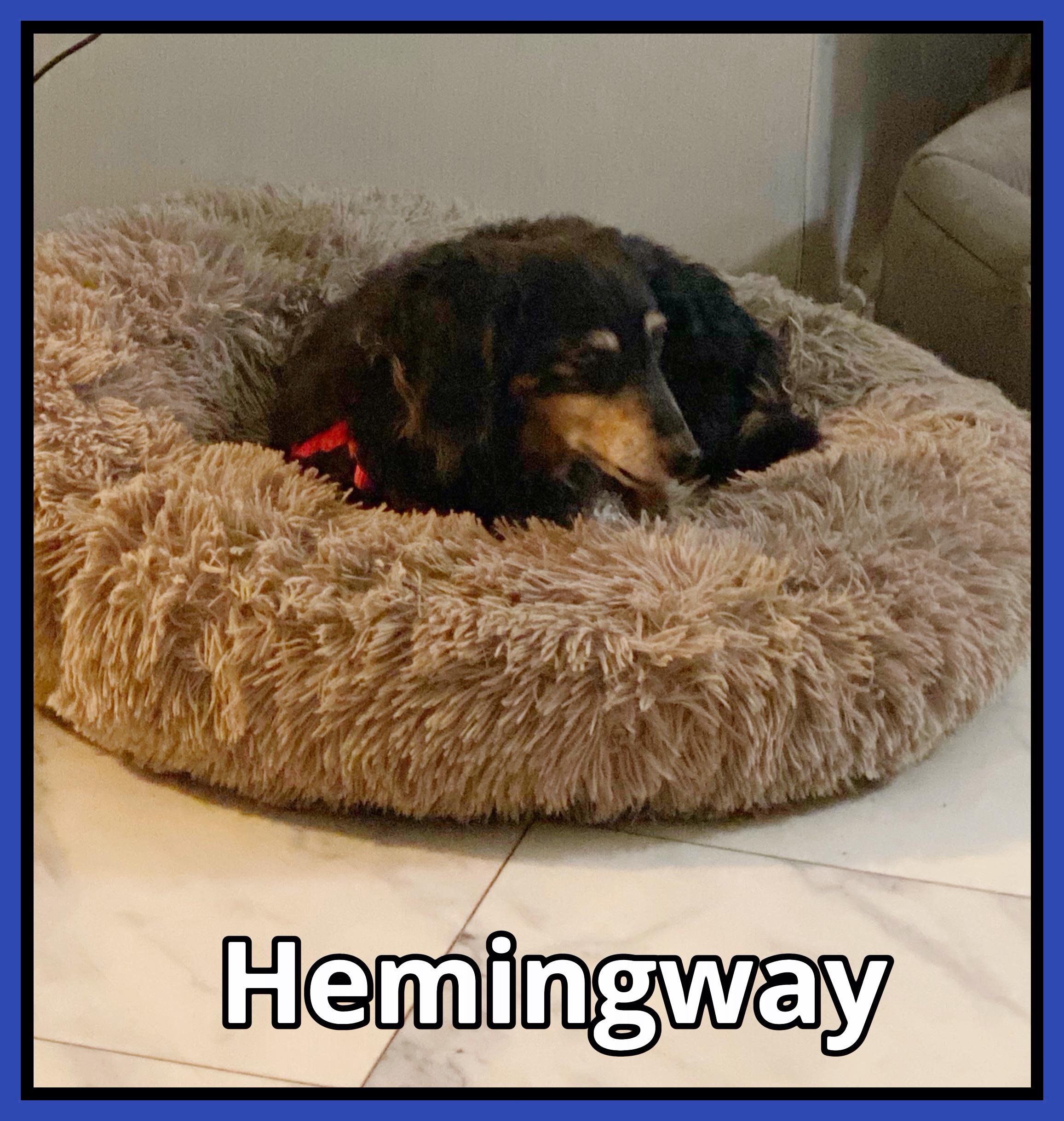 Hemingway, Adopted, Senior Male Dachshund (Miniature Long Haired).