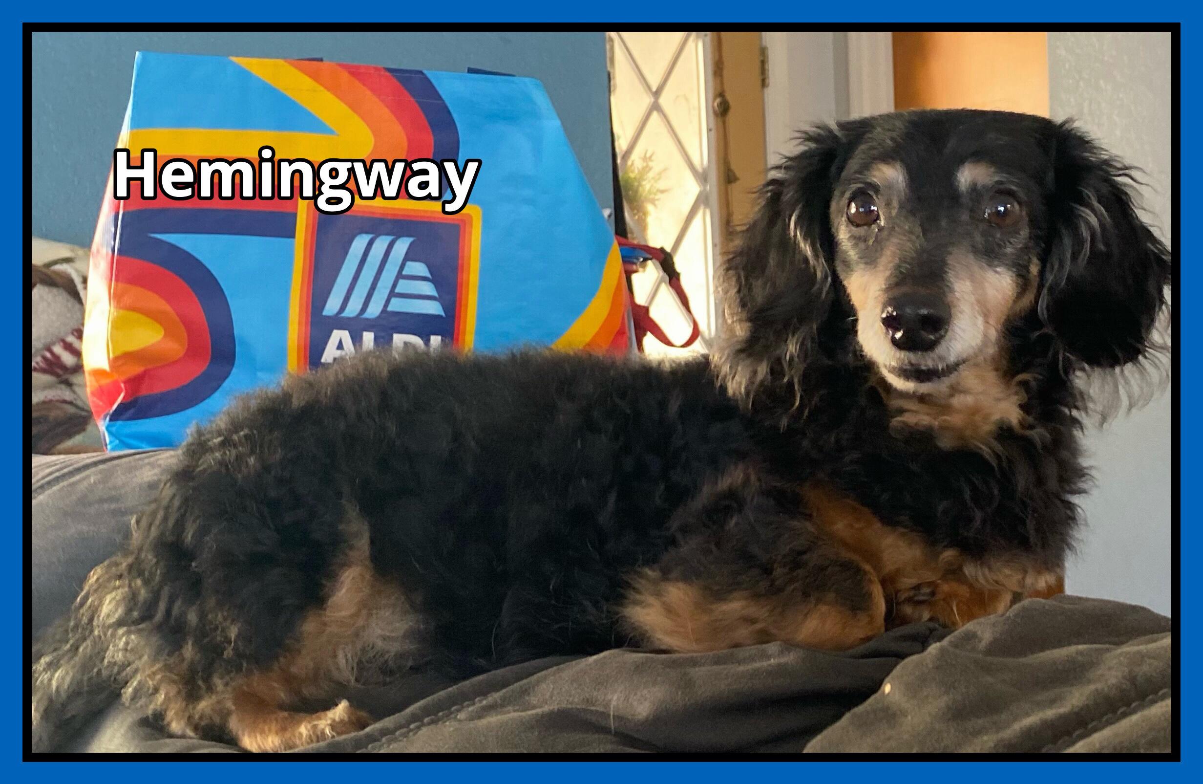 Hemingway, a Adopted Dachshund (Miniature Long Haired) in Green Cove Springs, FL image 5/6