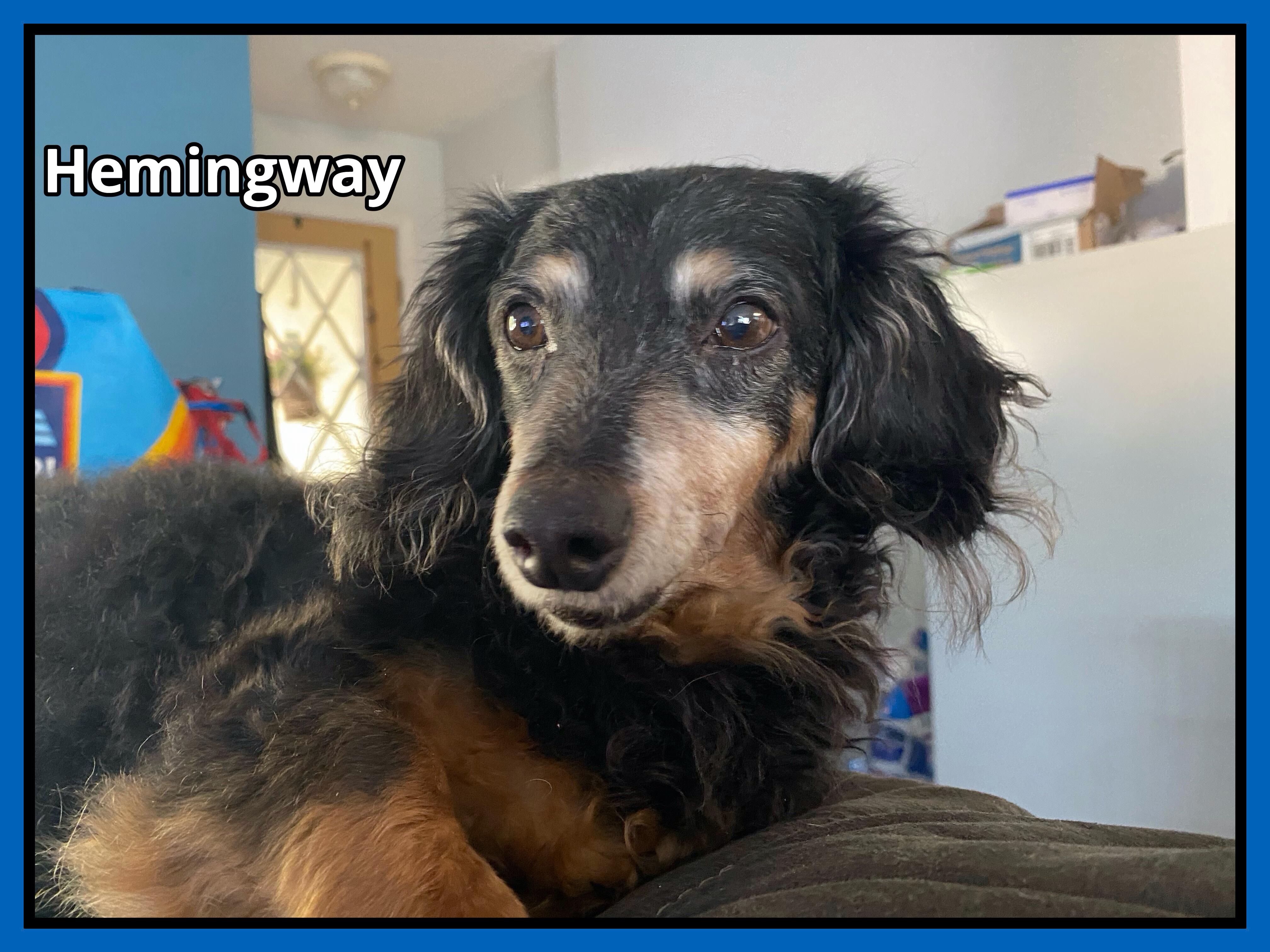 Hemingway, a Adopted Dachshund (Miniature Long Haired) in Green Cove Springs, FL image 6/6