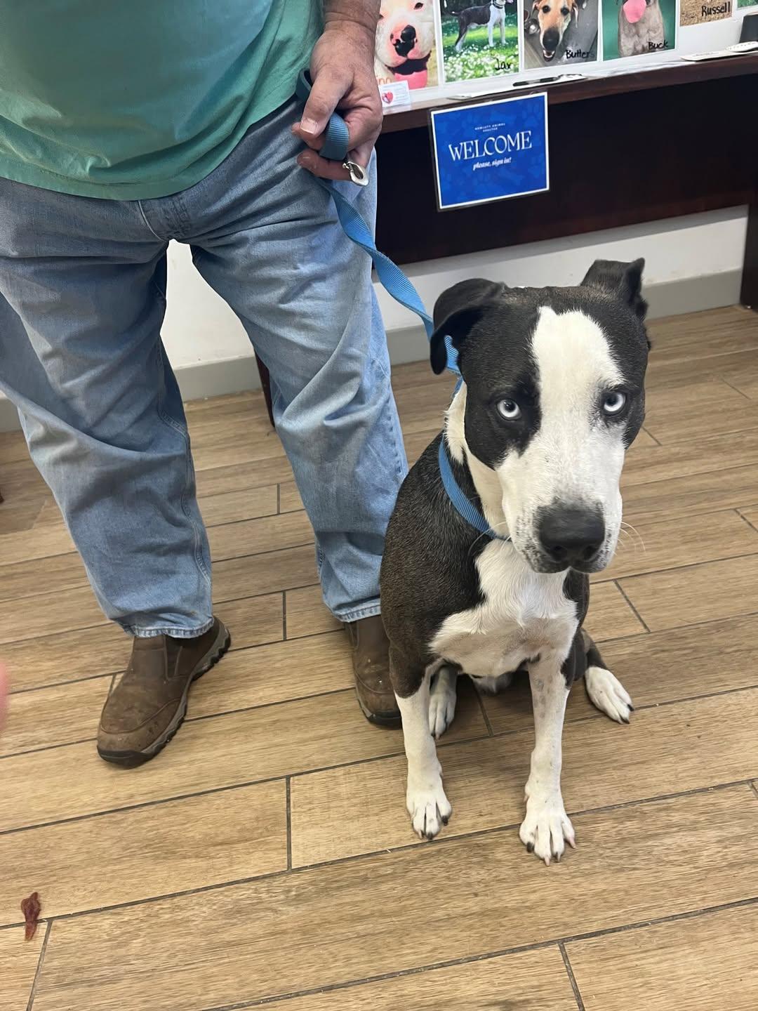 Randall, a Adoptable Pit Bull Terrier in Rowlett, TX image 3/3