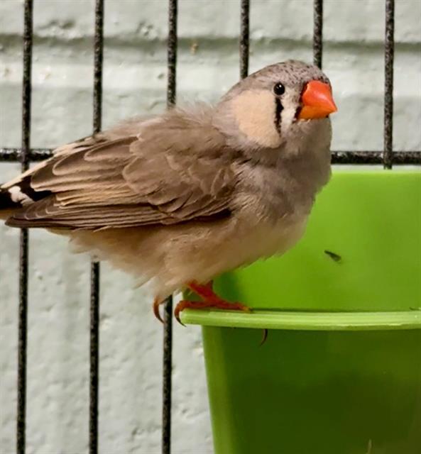 POSH, Adoptable, Young Male Finch.