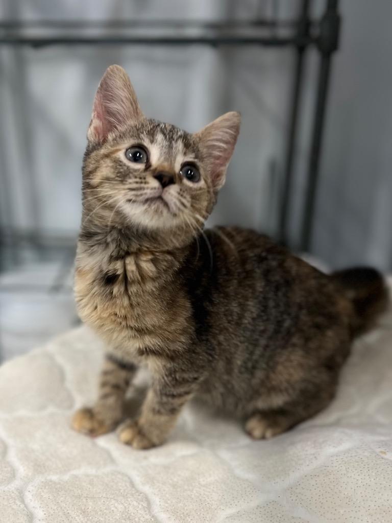 Flo, Adoptable, Young Female Domestic Short Hair.