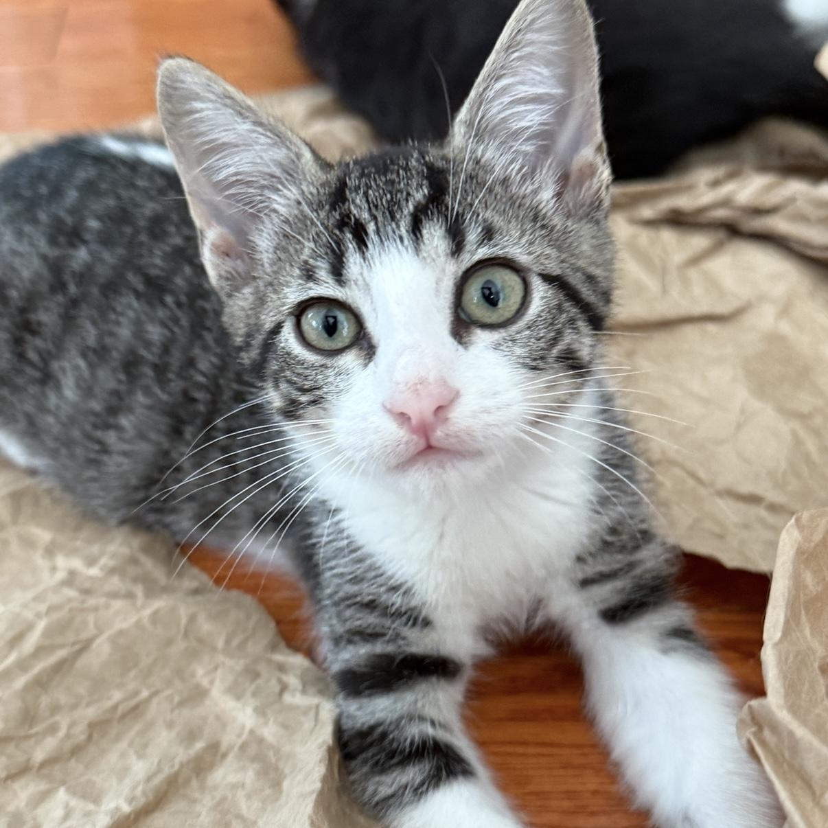 Mable, Adoptable, Kitten Female Domestic Short Hair.