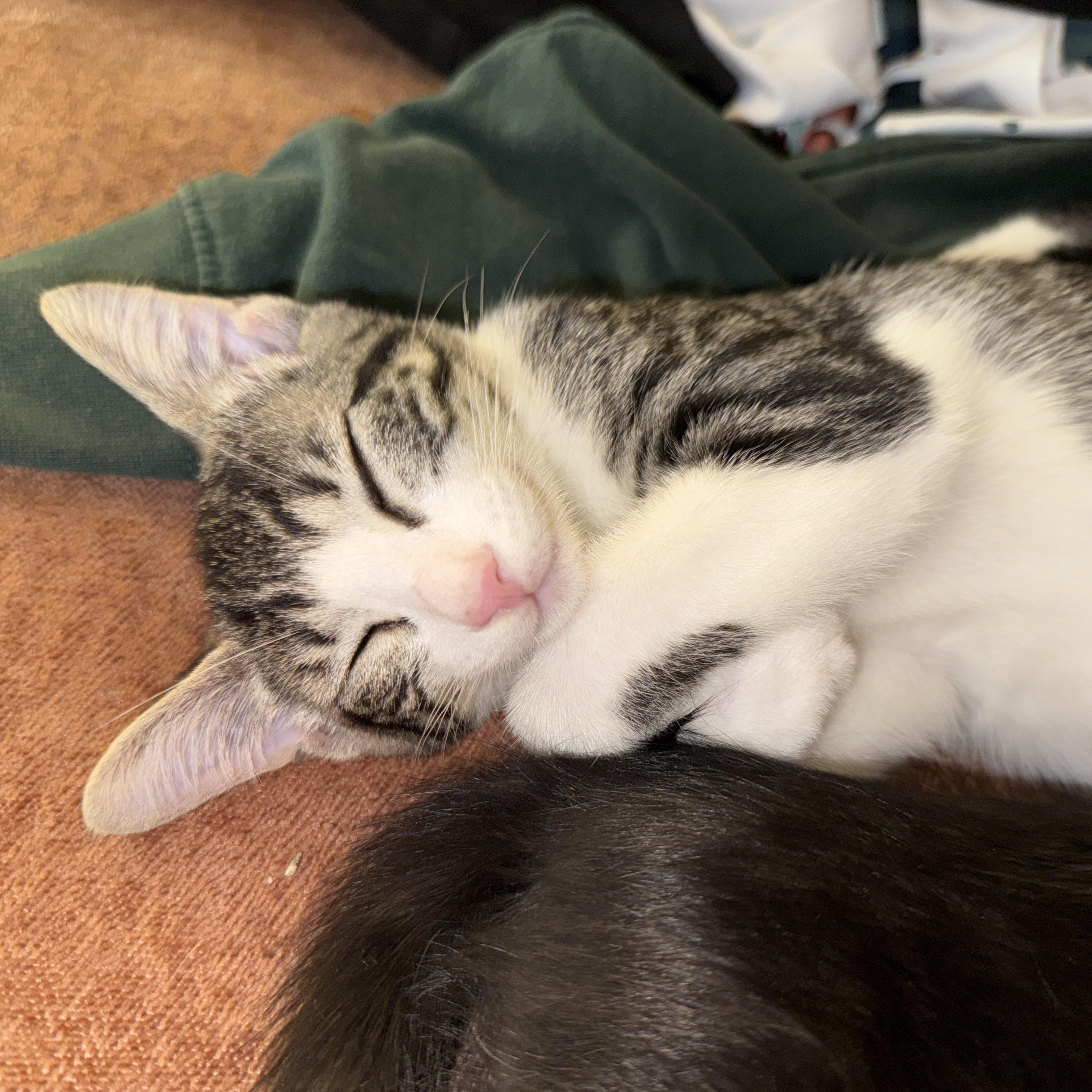 Enlarge Mable, a Adoptable Domestic Short Hair in Los Angeles, CA image 2/6