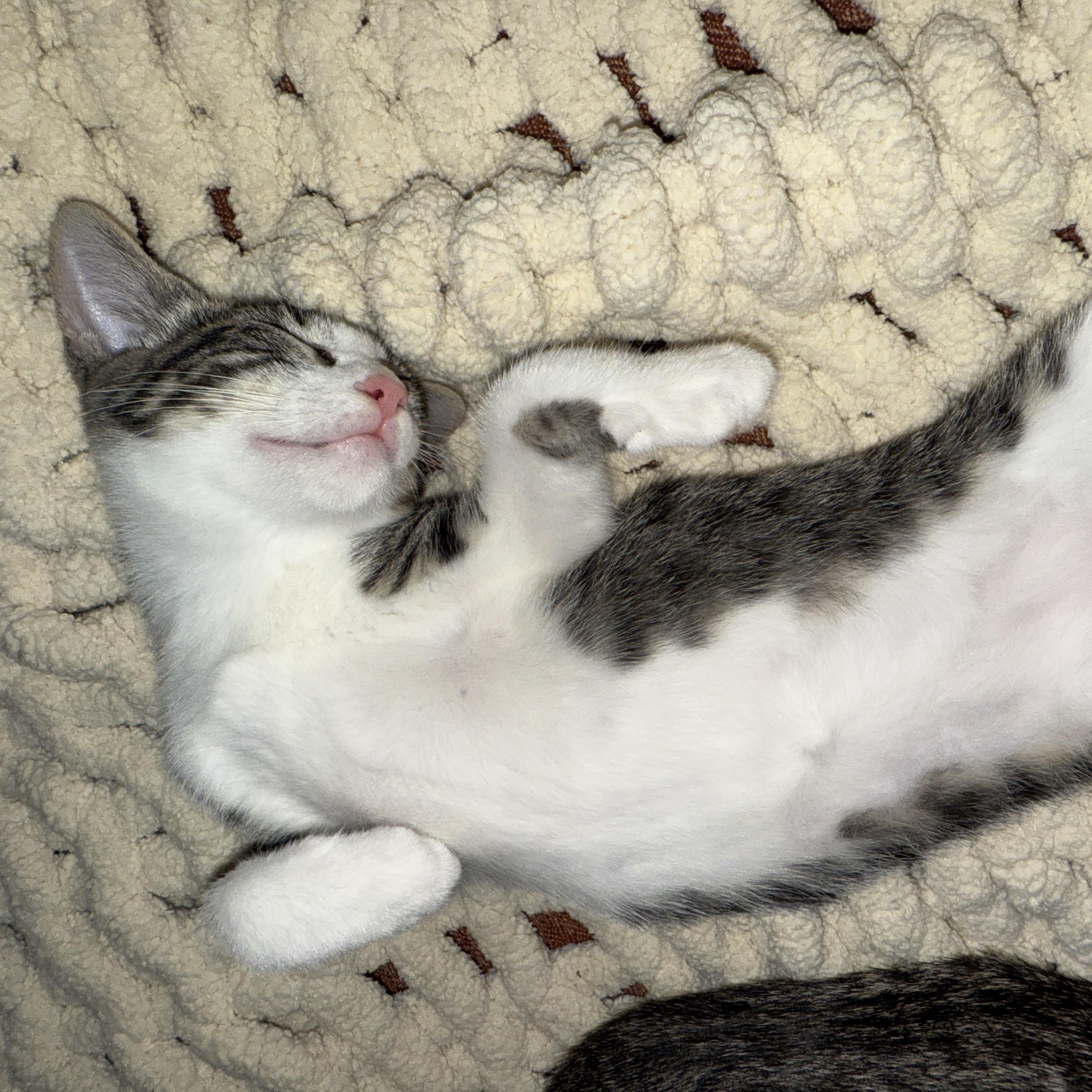 Enlarge Mable, a Adoptable Domestic Short Hair in Los Angeles, CA image 6/6