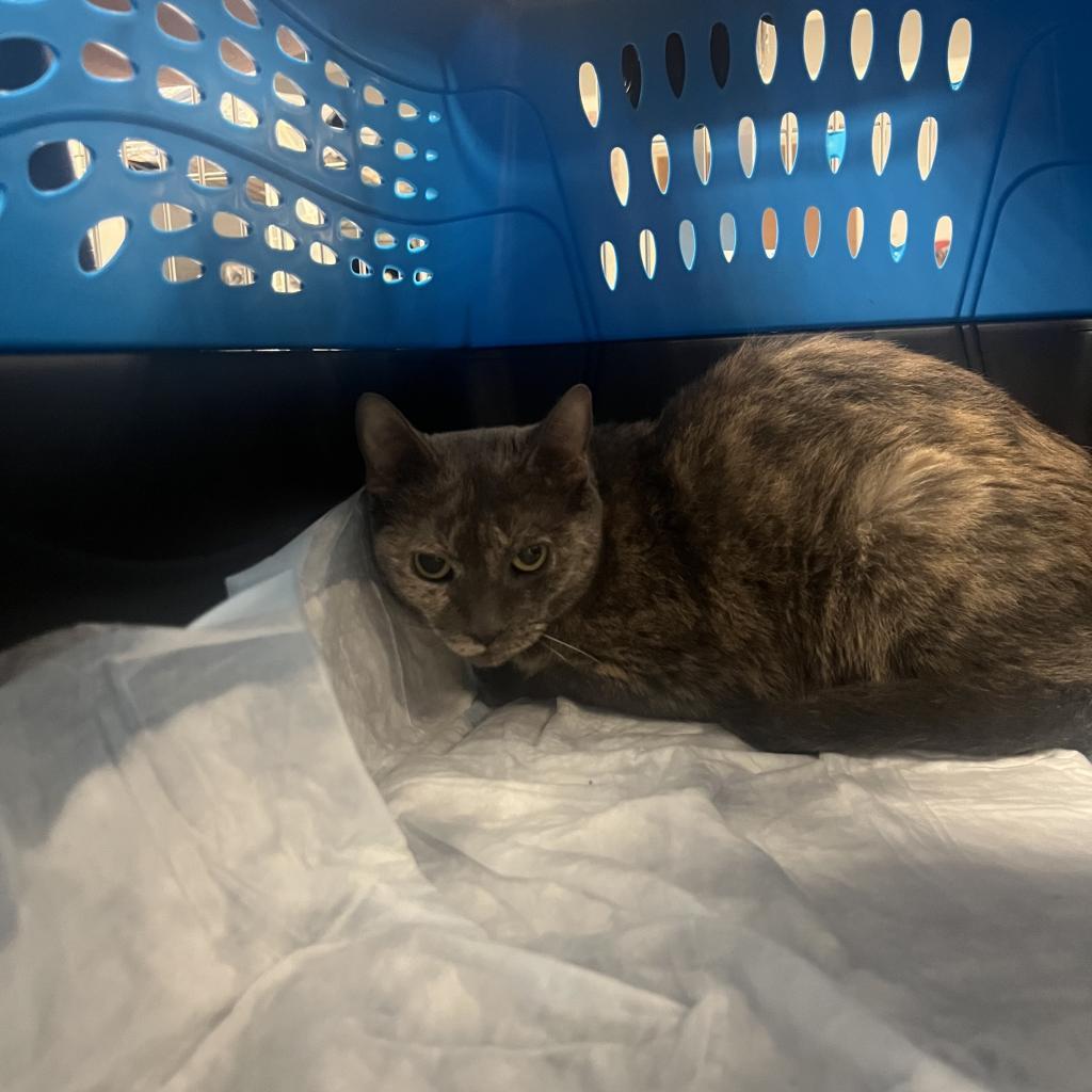 Lil Miss Sunshine, Adoptable, Senior Female Domestic Short Hair.