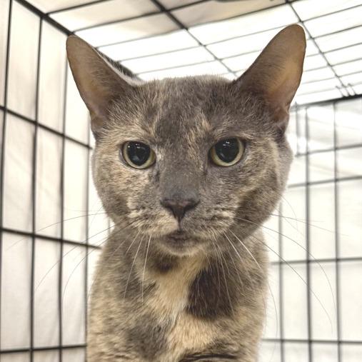 Enlarge Lil Miss Sunshine, a Adoptable Domestic Short Hair in Hampton Bays, NY image 2/4