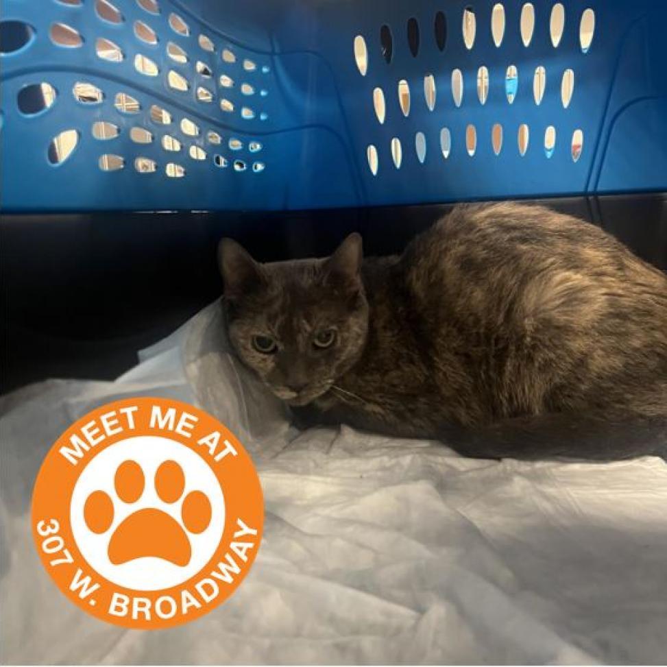 Enlarge Lil Miss Sunshine, a Adoptable Domestic Short Hair in Hampton Bays, NY image 3/4