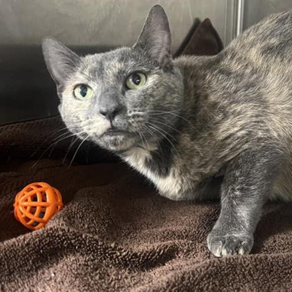 Enlarge Lil Miss Sunshine, a Adoptable Domestic Short Hair in Hampton Bays, NY image 4/4