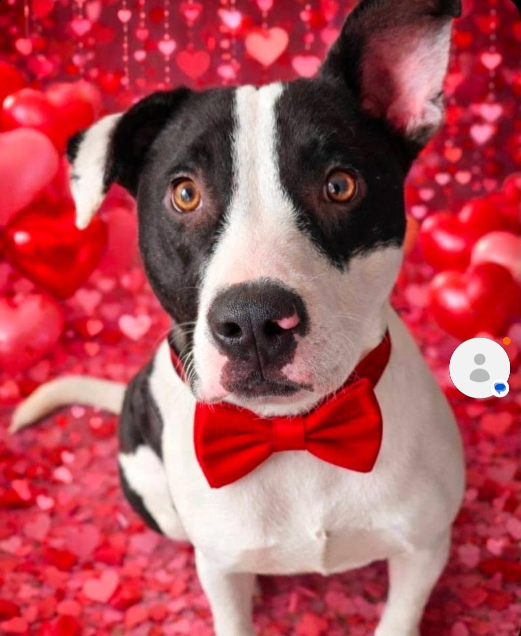 Enlarge Bogey, a ADOPTABLE Mixed Breed in Gainesville, FL image 1/2