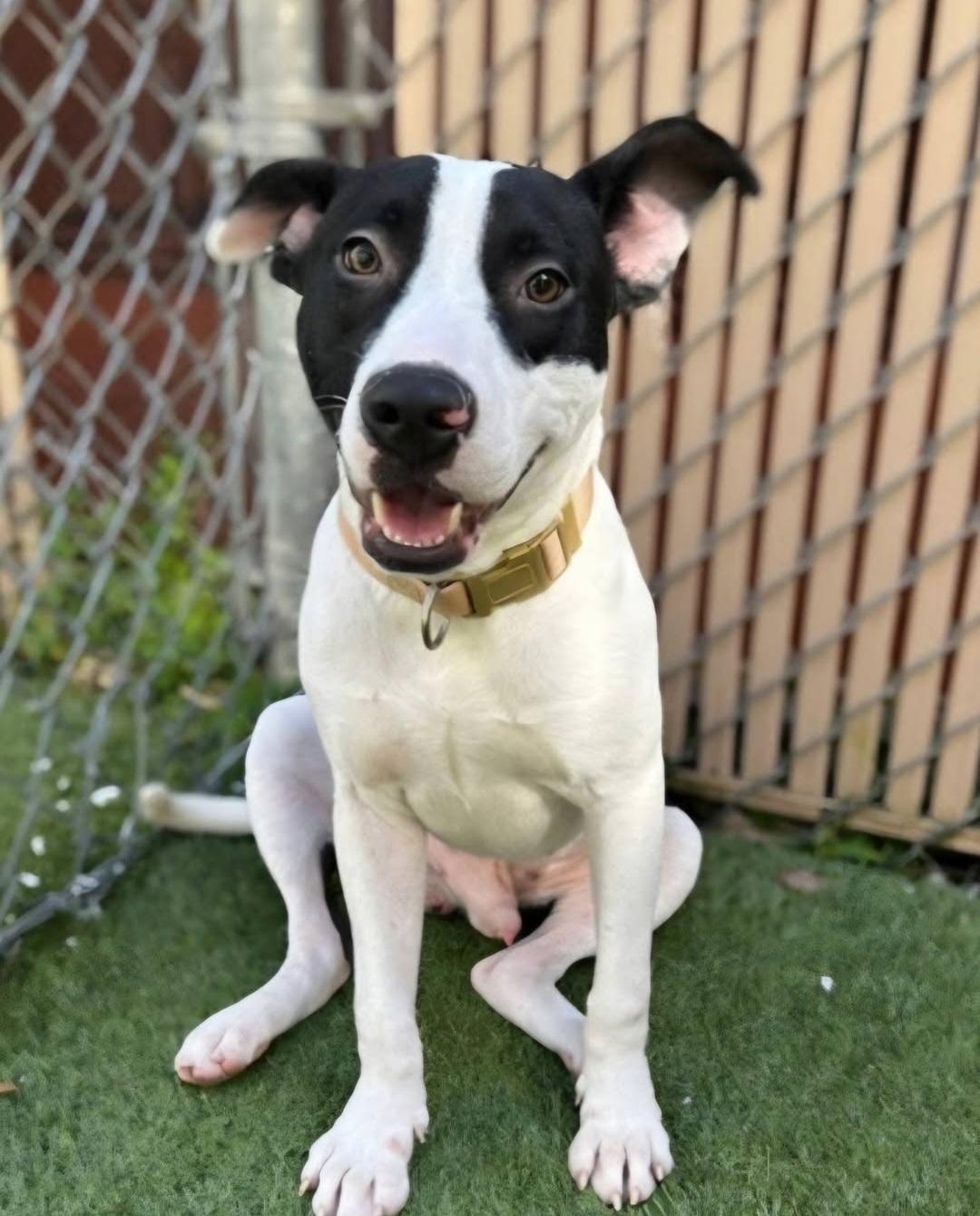Enlarge Bogey, a ADOPTABLE Mixed Breed in Gainesville, FL image 2/2