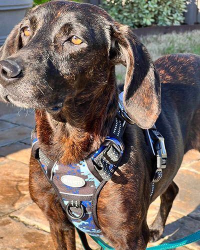 Gloria, a Adoptable mixed breed in Lake Wylie, SC image 2/6