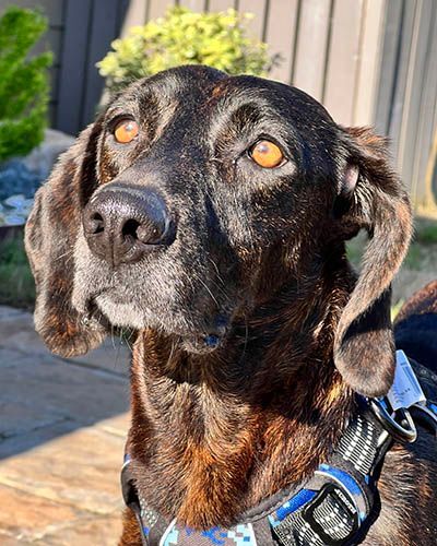 Gloria, a Adoptable mixed breed in Lake Wylie, SC image 3/6