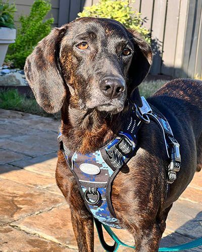 Gloria, a Adoptable mixed breed in Lake Wylie, SC image 1/6