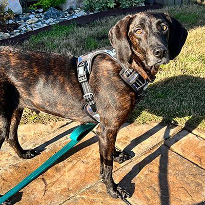 Gloria, a Adoptable mixed breed in Lake Wylie, SC image 4/6