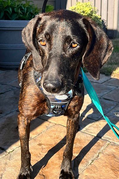 Gloria, a Adoptable mixed breed in Lake Wylie, SC image 5/6