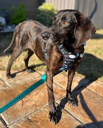 Gloria, a Adoptable mixed breed in Lake Wylie, SC image 6/6