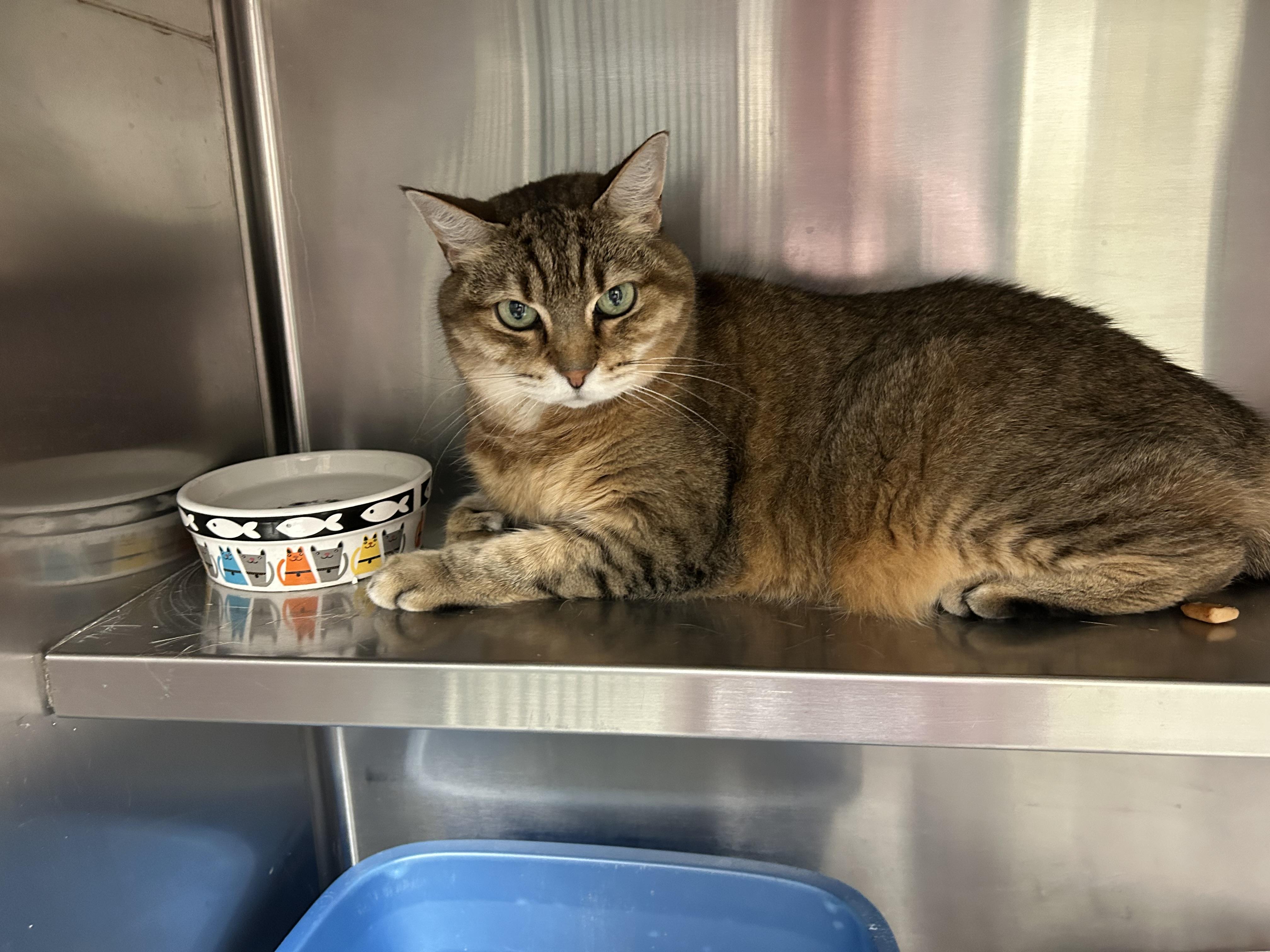 Mozie, ADOPTABLE, Senior Female American Bobtail.