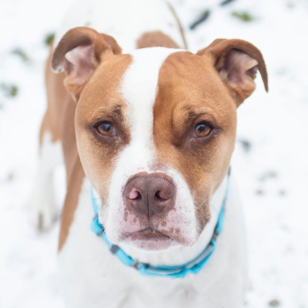 Enlarge String Bean, a Adoptable Mixed Breed in Middletown, RI image 1/1