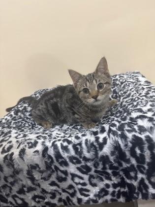 Enlarge Gimli, a Adoptable mixed breed in Port Republic, MD image 2/2