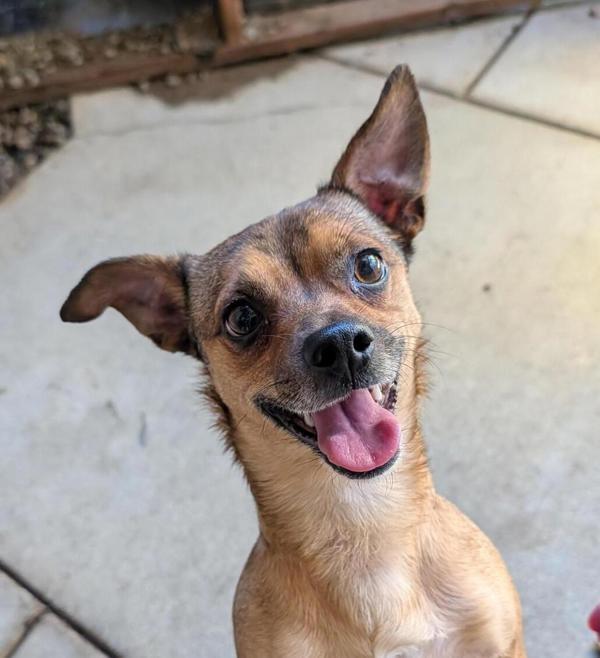 Enlarge Pepperoncini, a Adoptable mixed breed in Santa Rosa, CA image 1/1