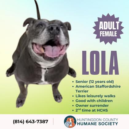 Enlarge Lola, a Adoptable mixed breed in Huntingdon, PA image 1/1