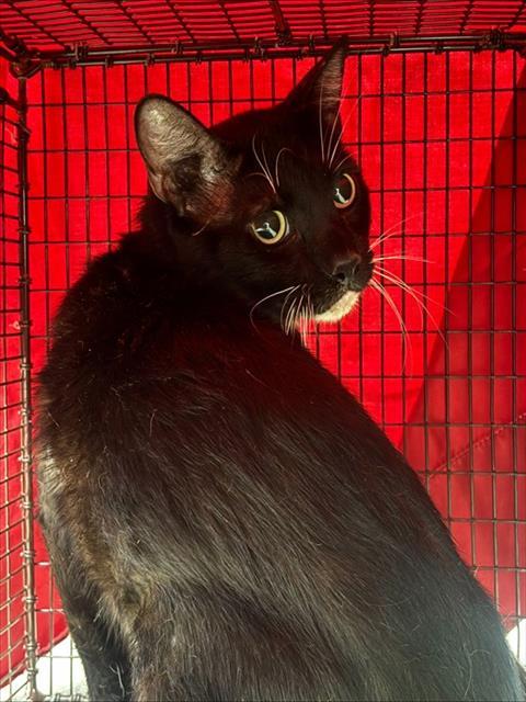MEATBALL, Adoptable, Adult Male Domestic Short Hair.