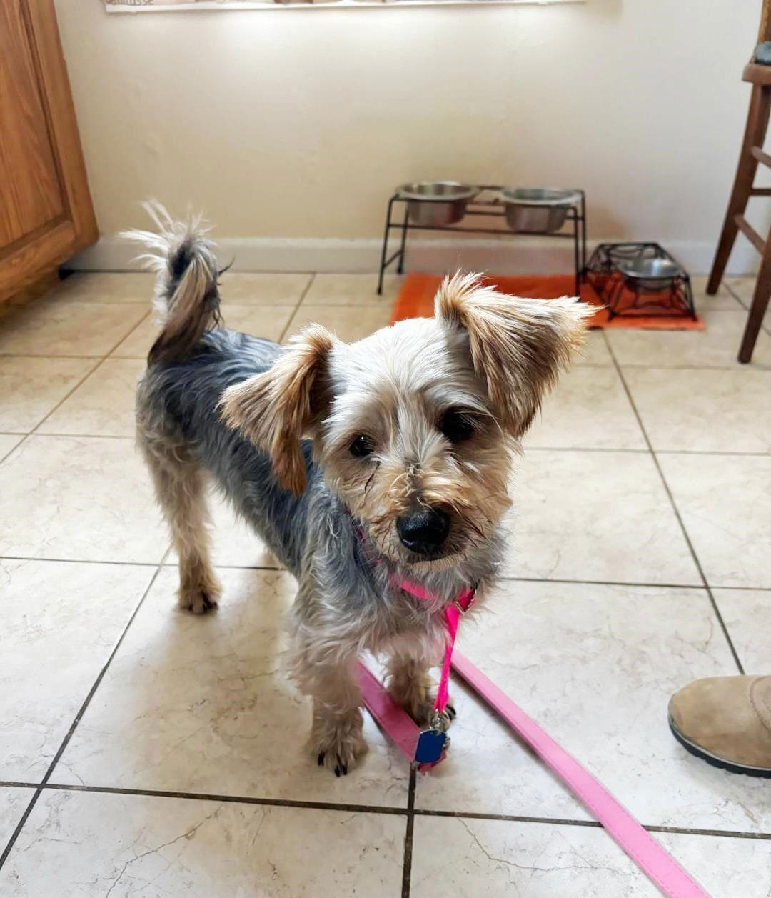 Fendi, Adopted, Adult Male Yorkshire Terrier.