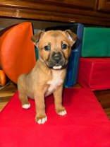 Enlarge Brownie 43190, a Adopted Shepherd in Prattville, AL image 1/1