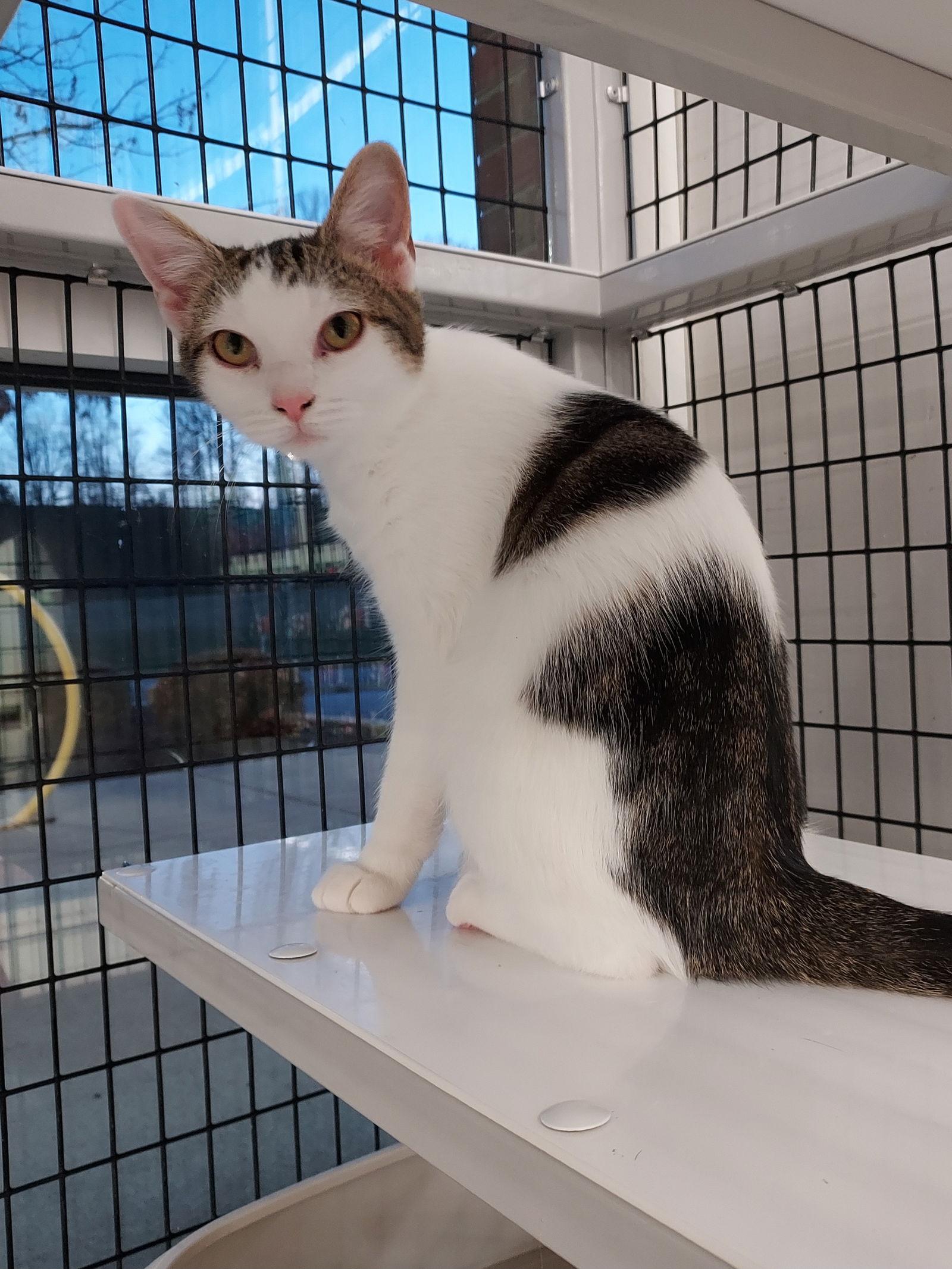 Taylor Swift, Adoptable, Young Female Domestic Short Hair.