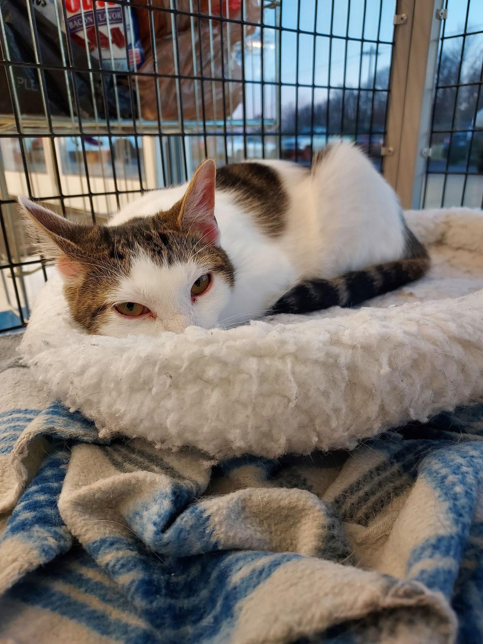 Enlarge Taylor Swift, a Adoptable Domestic Short Hair in Columbus, IN image 2/6