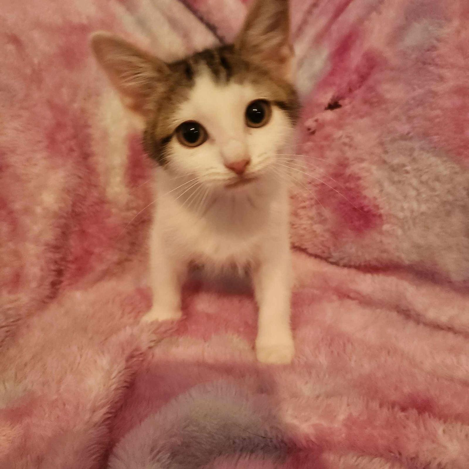 Enlarge Taylor Swift, a Adoptable Domestic Short Hair in Columbus, IN image 3/6